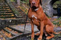 77ad5283-9fea-4b72-ae11-5d39a9435ebd